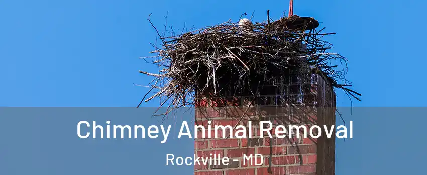 Chimney Animal Removal Rockville - MD