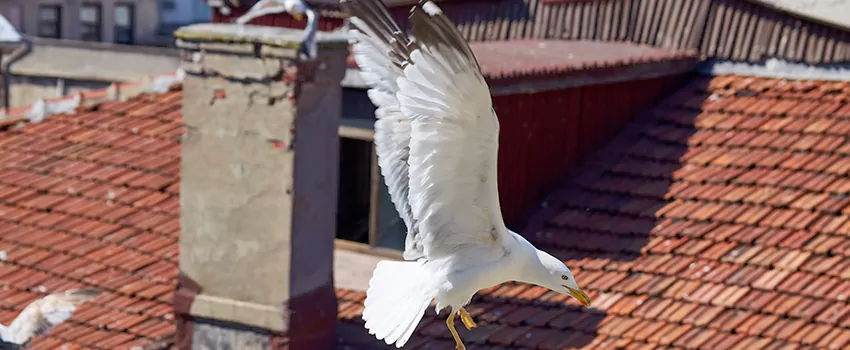 Residential Chimney Animal Removal Solution in Rockville, MD